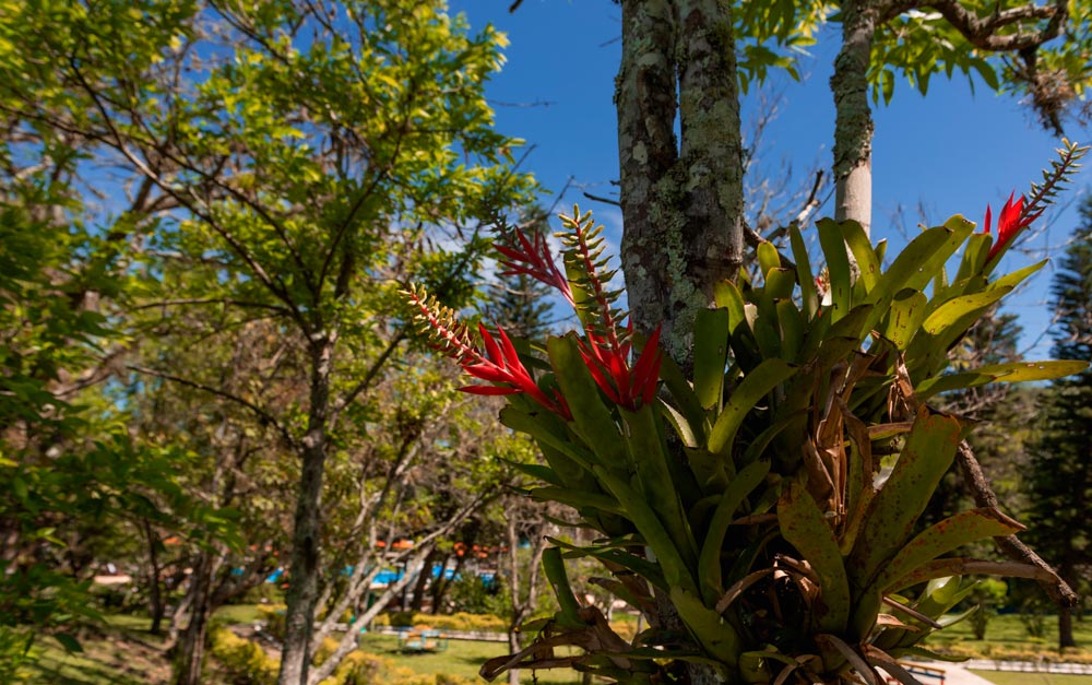 Flores e natureza no Hotel Internacional Gravatal