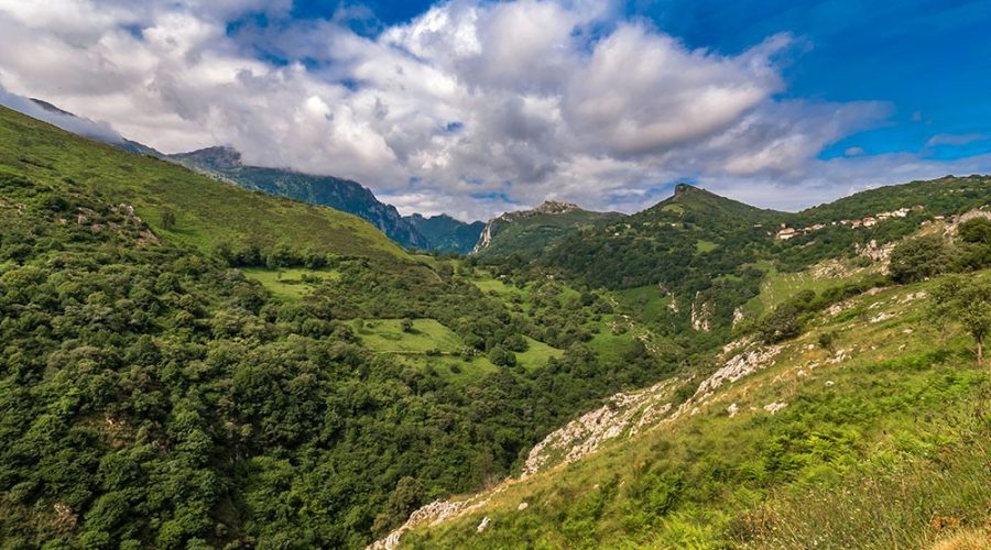 Biodiversidade - áreas verdes e seu papel na preservação