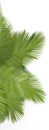 DETALHE ARVORE CANTO