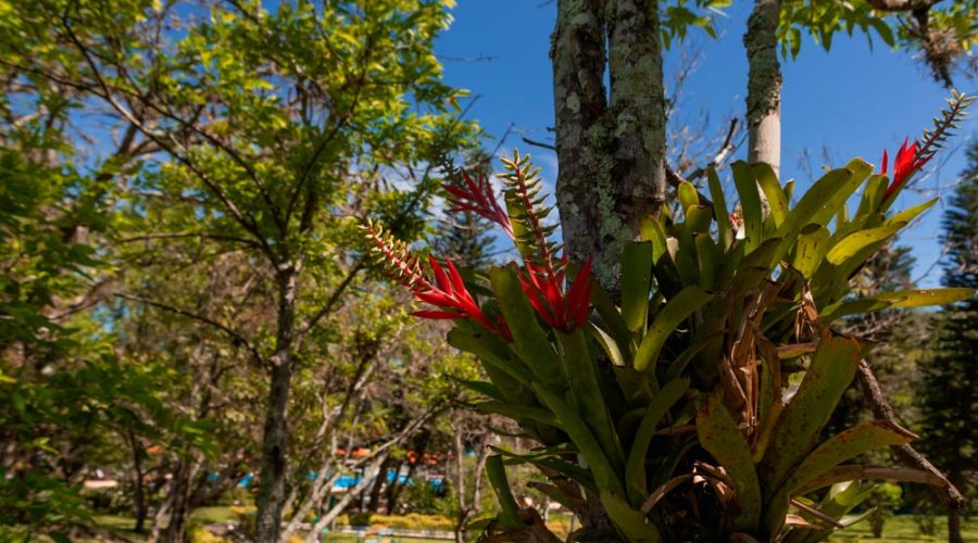 Flores e natureza no Hotel Internacional Gravatal
